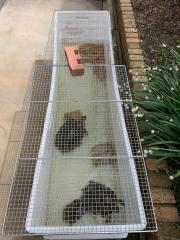 20260405mygarden6.jpg