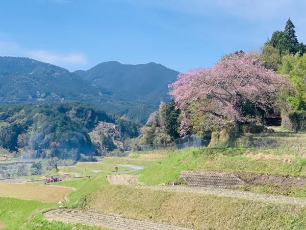 20260412oginoipponzakura1.jpg