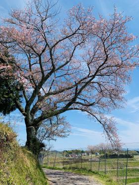 20260412oginoipponzakura2.jpg