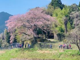 20260412oginoipponzakura4.jpg