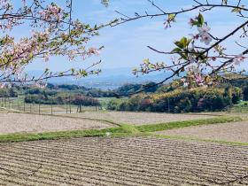 20260412oginoipponzakura5.jpg