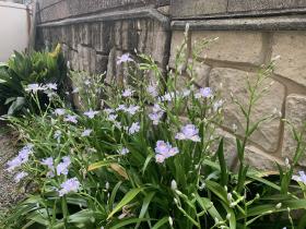 20260414mygarden1.jpg