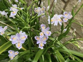 20260414mygarden2.jpg
