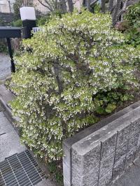20260414mygarden4.jpg