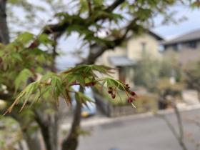 20260415yamamomiji1.jpg