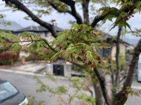 20260415yamamomiji2.jpg