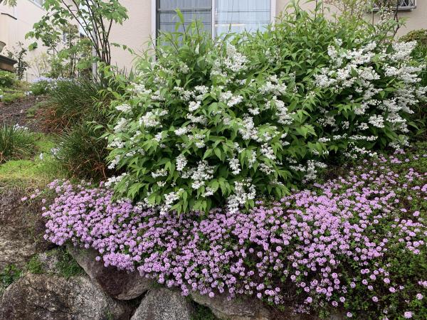 20260423mygarden.jpg