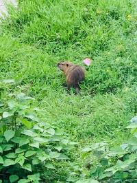 20260425nutria1.jpg