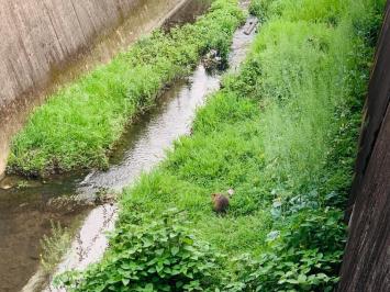 20260425nutria2.jpg