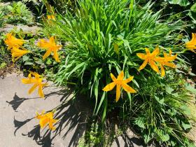 20260503mygarden1.jpg