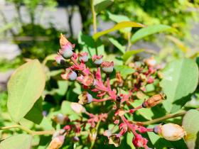 20260503mygarden2.jpg