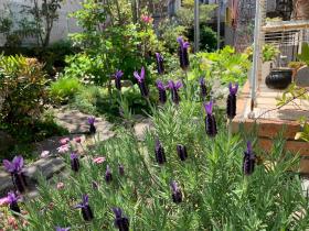 20260503mygarden3.jpg