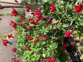 20260503mygarden4.jpg