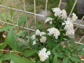 20260503mygarden5.jpg