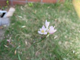 20260503mygarden6.jpg
