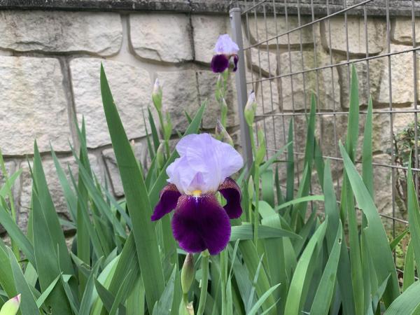 20260509german_iris.jpg