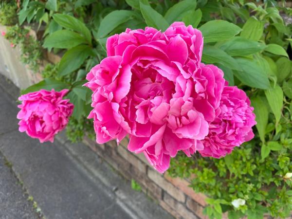 20260520mygarden1.jpg