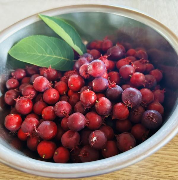 20260527june_berry1.jpg