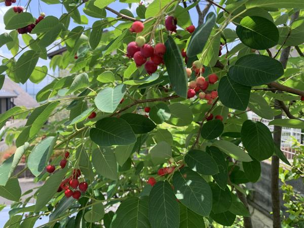 20260527june_berry2.jpg