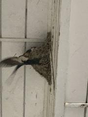 20260527swallow.jpg
