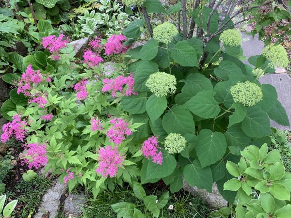 20260528mygarden.jpg