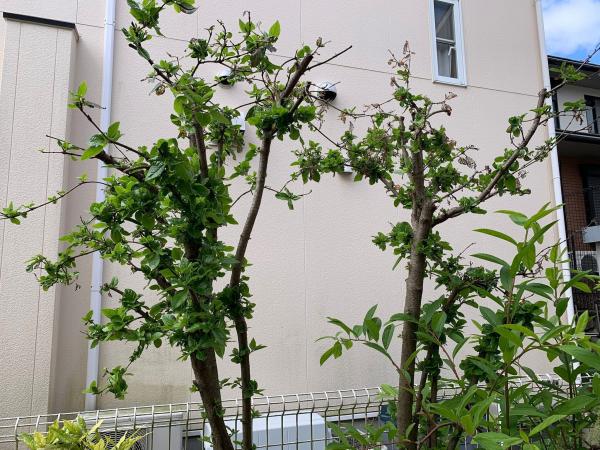 20260530gamazumi1.jpg