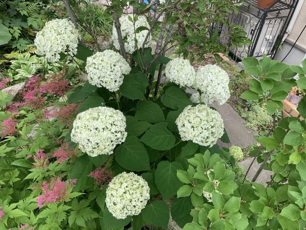 20260606mygarden1.jpg