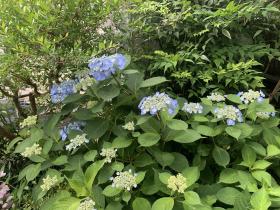 20260606mygarden2.jpg