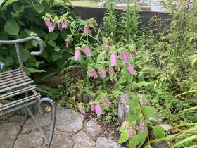 20260606mygarden3.jpg