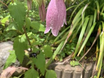 20260606mygarden4.jpg