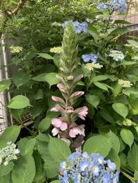 20260606mygarden5.jpg