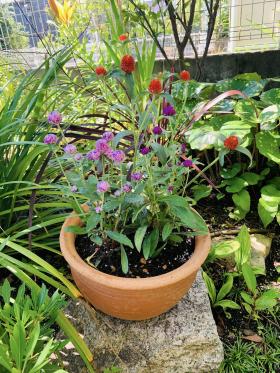 20260610mygarden1.jpg