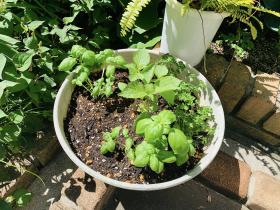 20260610mygarden2.jpg