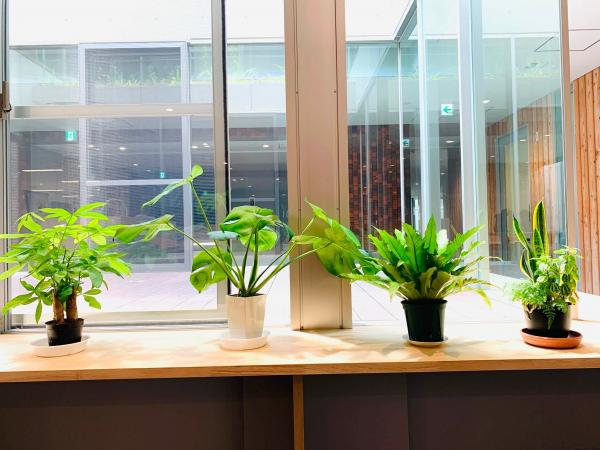 20260722houseplant1.jpg