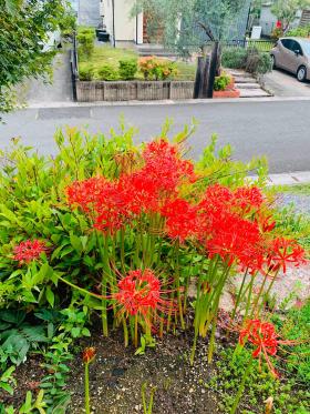20260927mygarden1.jpg