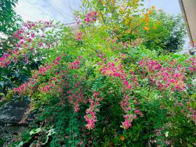 20260927mygarden3.jpg