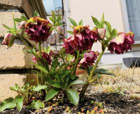 20260224spring3.jpg