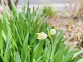 20260224spring4.jpg