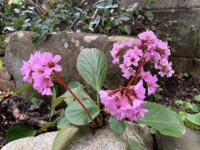 20260224spring6.jpg