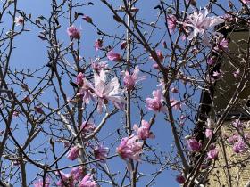 20260224spring9.jpg