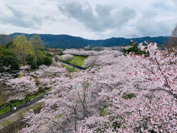 20260405sakura1.jpg