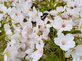 20260405sakura4.jpg