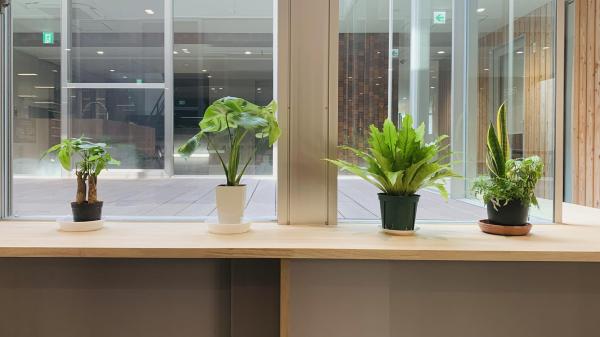 20260515houseplants.jpg