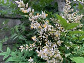 20260623mygarden2.jpg