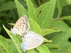 20260623mygarden3.jpg