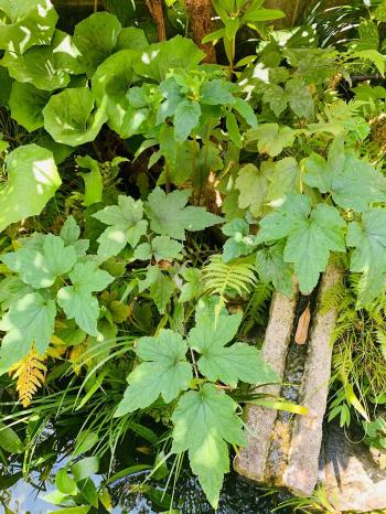 20260725mygarden1.jpg