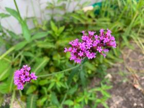 20260907walking10.jpg