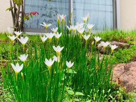 20260914tamasudare5.jpg